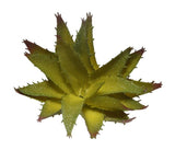 6" Aloe Pick