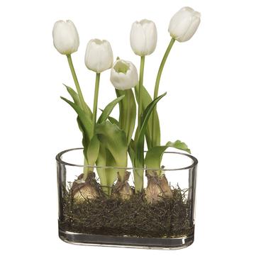 White Tulip in Glass Vase