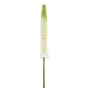 Foxtail Lily Spray - White Green