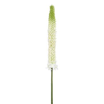 Foxtail Lily Spray - White Green