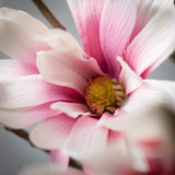 Pink Magnolia Spray