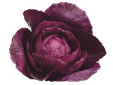 4" Baby Cabbage  Purple